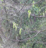 Big Leaf Maple