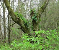 Big Leaf Maple