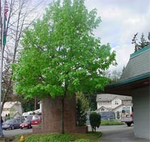 Big Leaf Maple