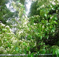 Black Cottonwood