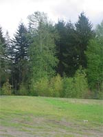 Black Cottonwood