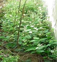 Wild Blackberry