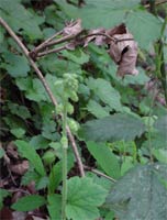 Wild Blackberry