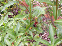 Black Twin-berry