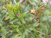 Black Twin-berry