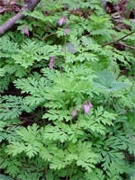 bleeding heart
