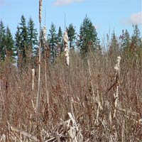 cattail