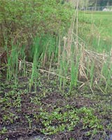 cattail