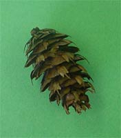 Douglas Fir