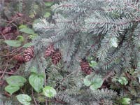 Douglas Fir