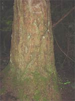 Douglas Fir