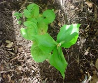 False Lily of Valley