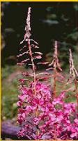 Fireweed