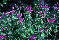 Fireweed