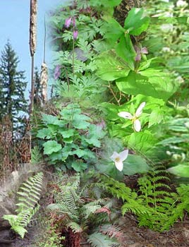 montage of herbs