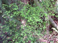 Red Huckleberry
