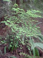Red Huckleberry