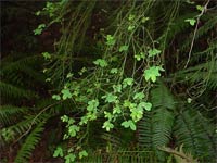 Red Huckleberry