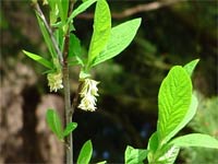 Indian Plum