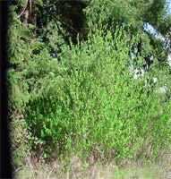 Indian Plum