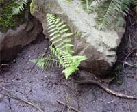 Lady Fern