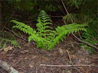 Lady Fern