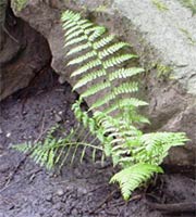 Lady Fern