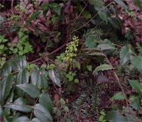 Oregon Grape