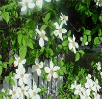 Pacific Dogwood