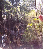 Red Alder