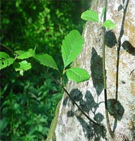 Red Alder
