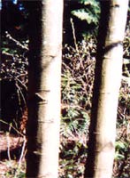 Red Alder