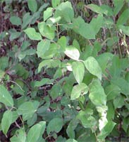 Salal
