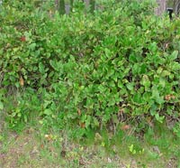 Salal