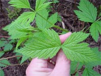 Salmonberry