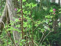 Salmonberry