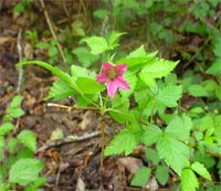 Salmonberry