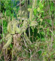Scouler Willow
