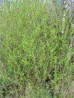 Scouler Willow