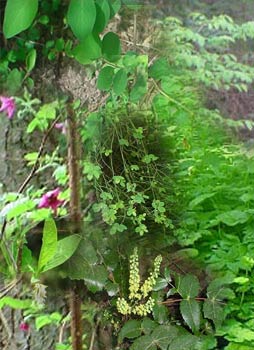montage of shrubs