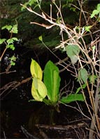 Skunk Cabbage