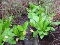 Skunk Cabbage