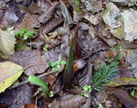 Skunk Cabbage
