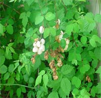 Snowberry