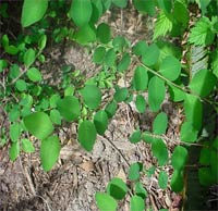 Snowberry