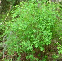 Snowberry