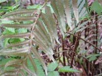 Sword Fern