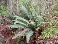 Sword Fern