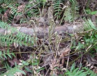 Sword Fern
