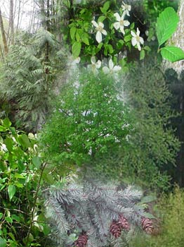 montage of trees